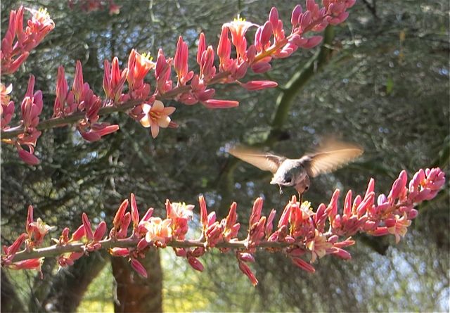Hummingbirds from backyards and beyond